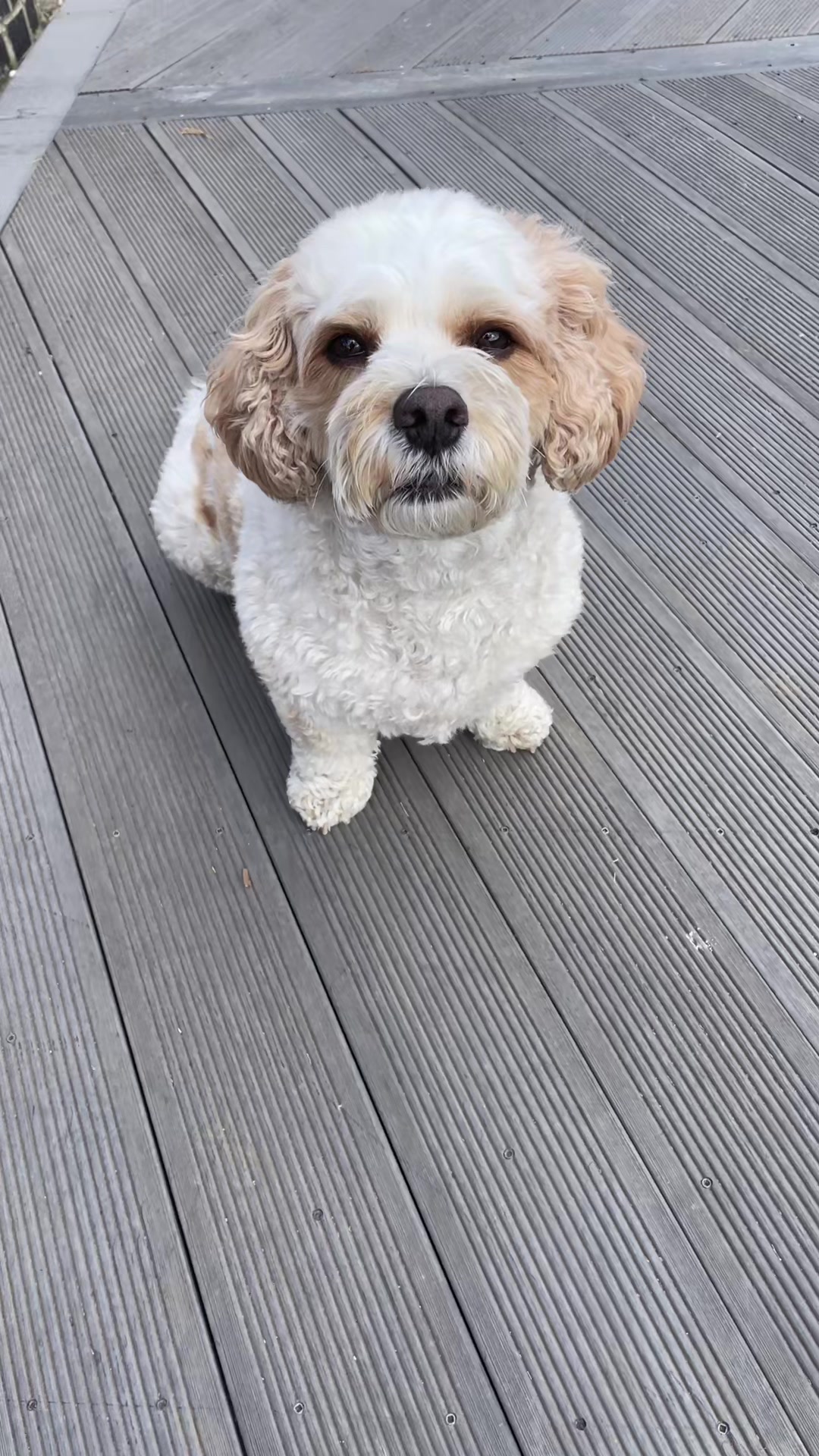 @My Cavachon