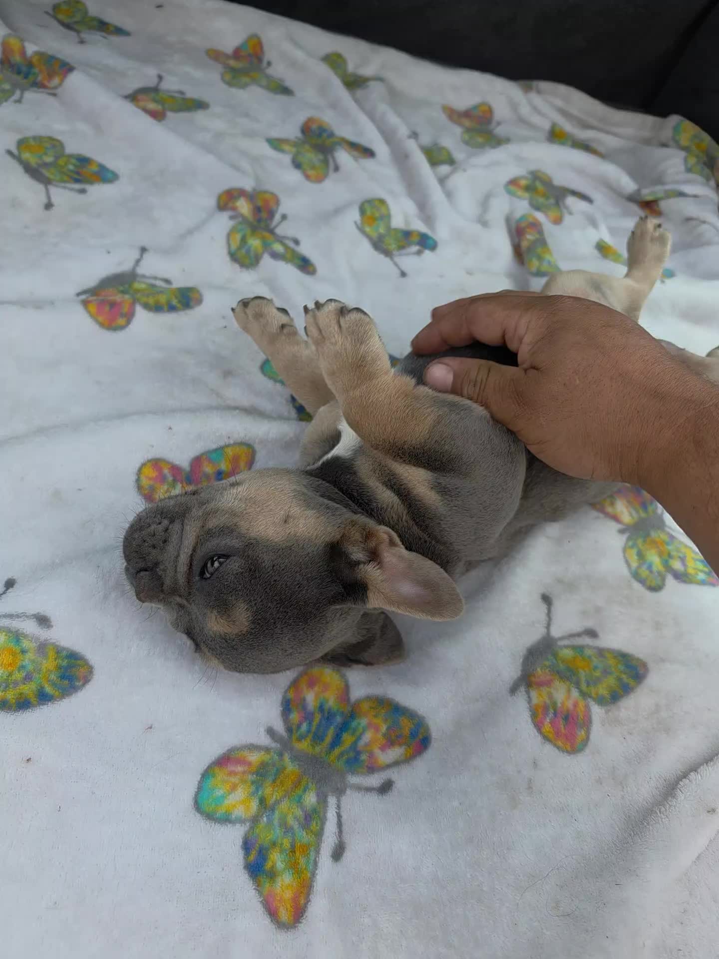 @bkrfrenchies