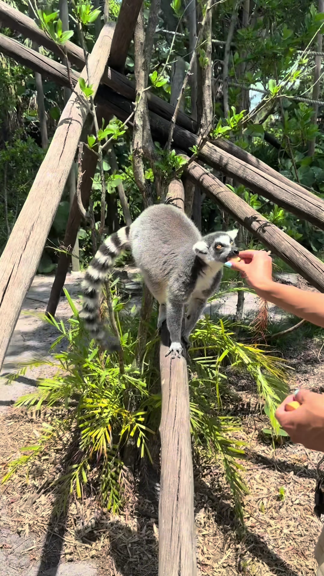 @Palm Beach Zoo