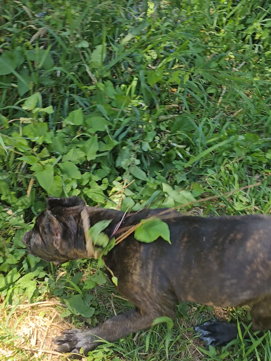 @SalmonCreekCaneCorso