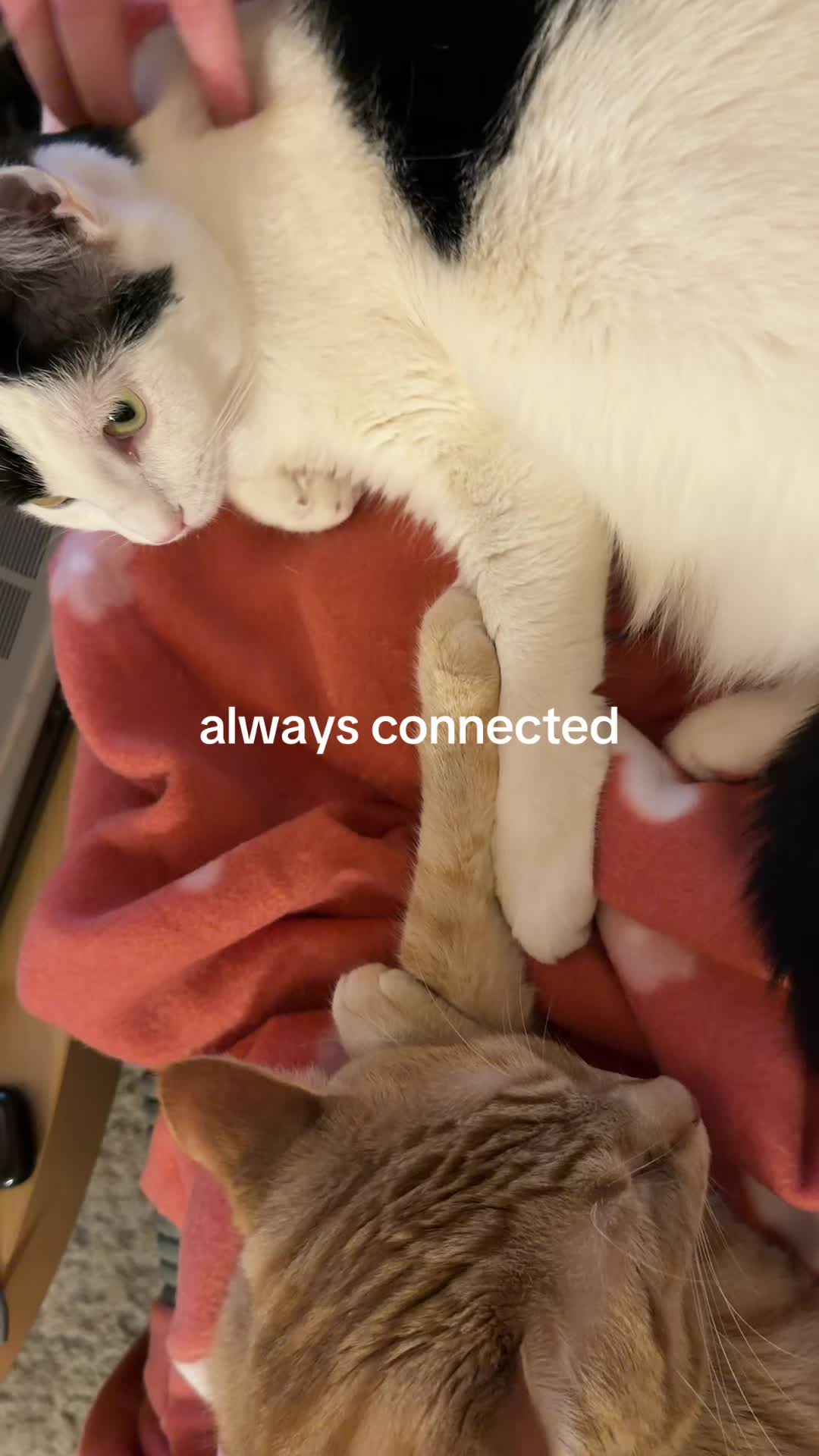 @bink the big orange cat