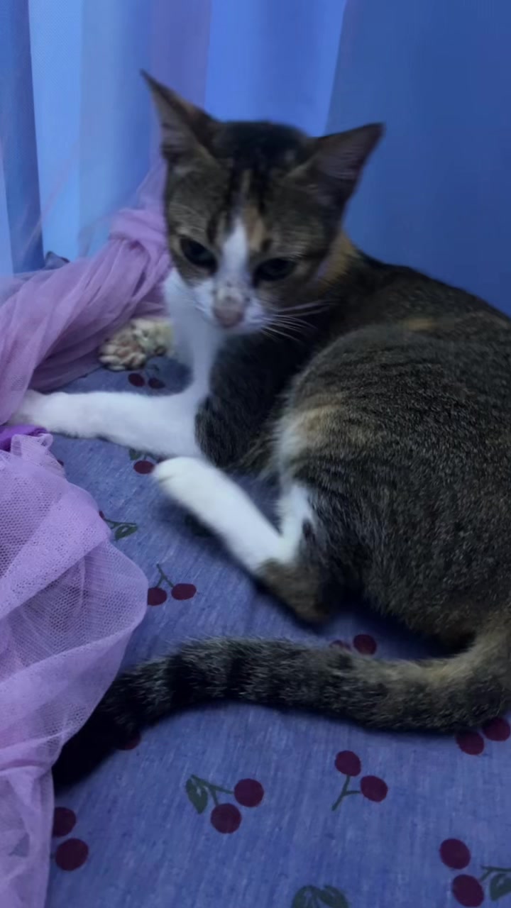 @Me & Meow