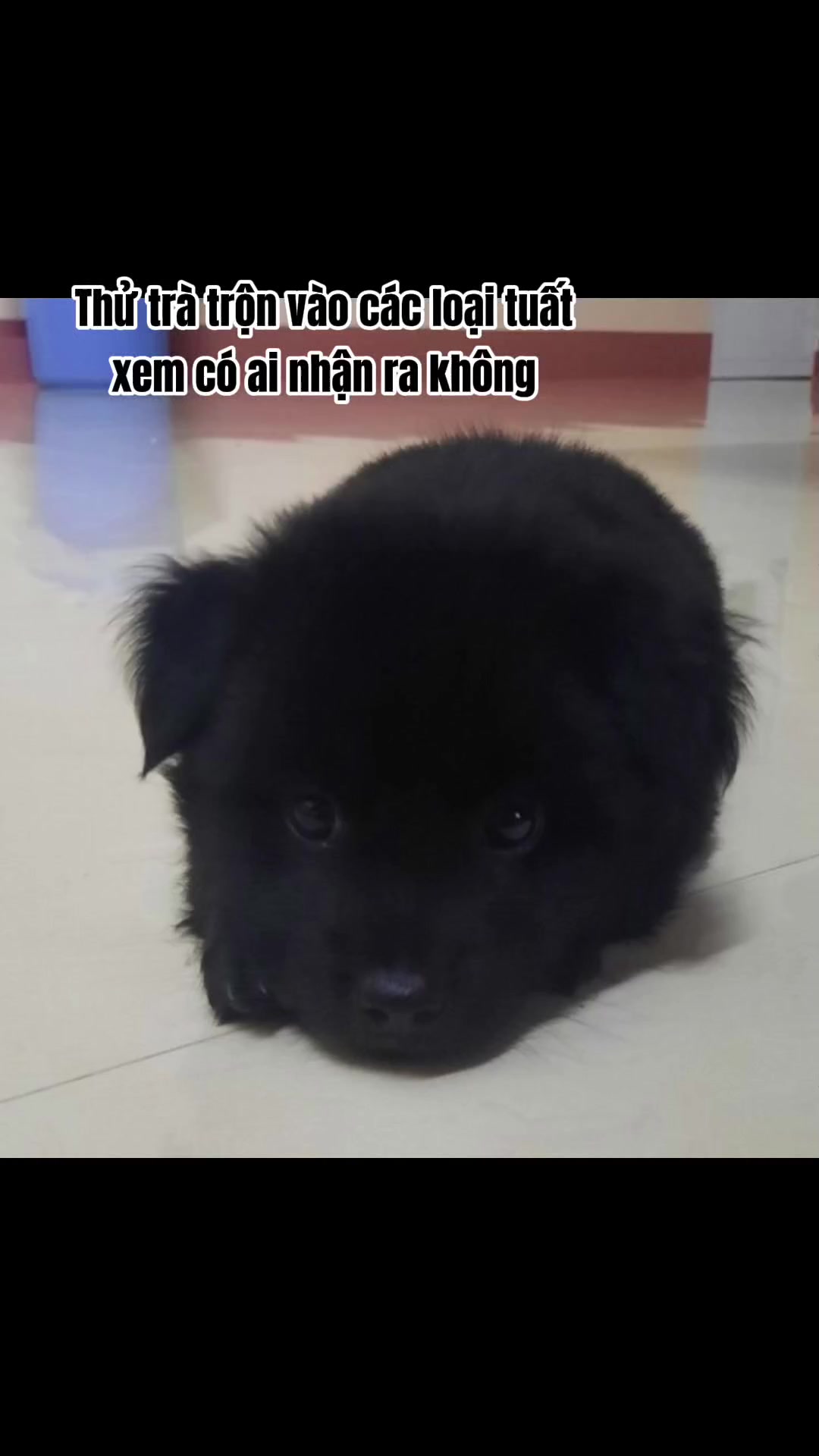 @cute học giỏi em anh t&agrave;i