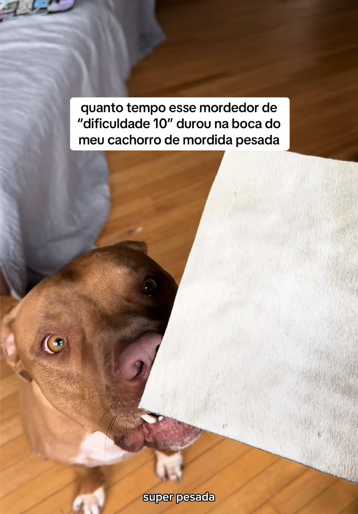 @2DOGSEMEIO
