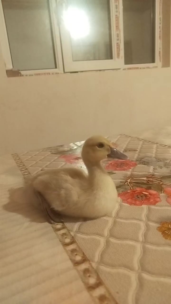 @LaL OrdəK Təsərüfatı balaxani4