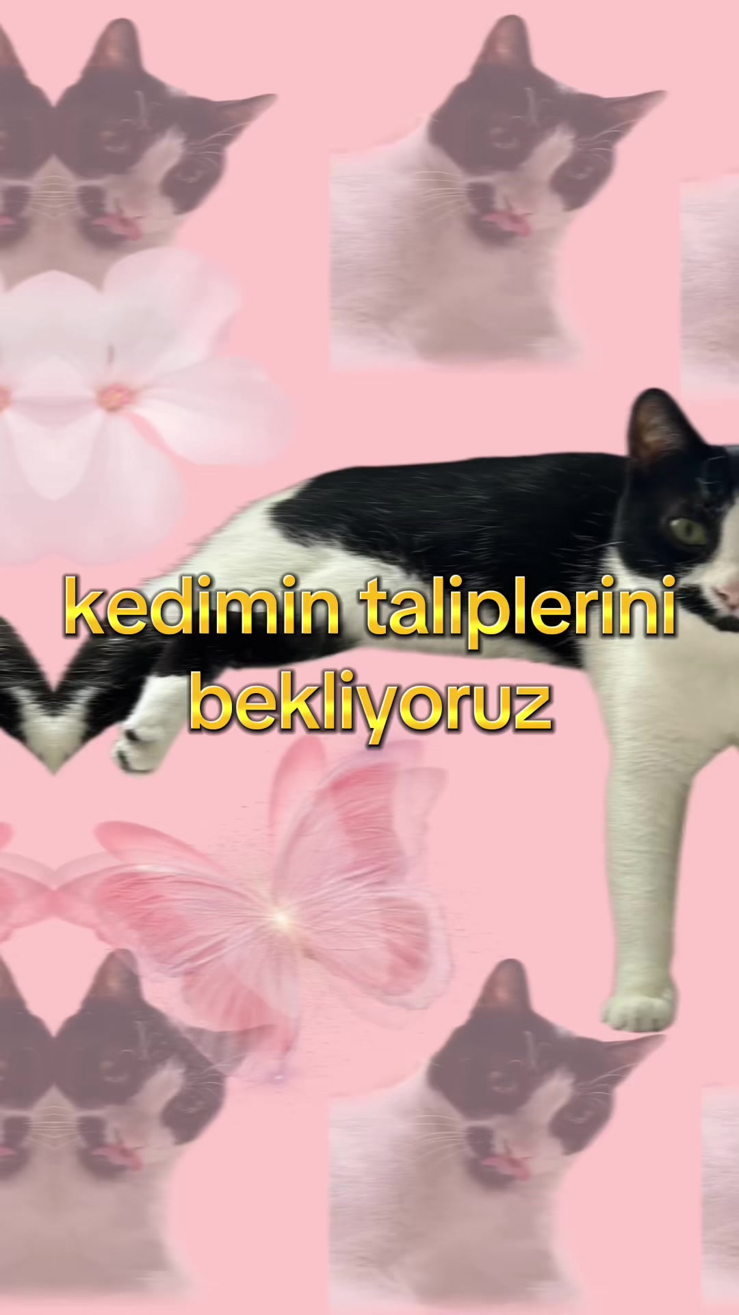 @eda ✩₊˚.⋆☾𓃠☽⋆⁺₊✧