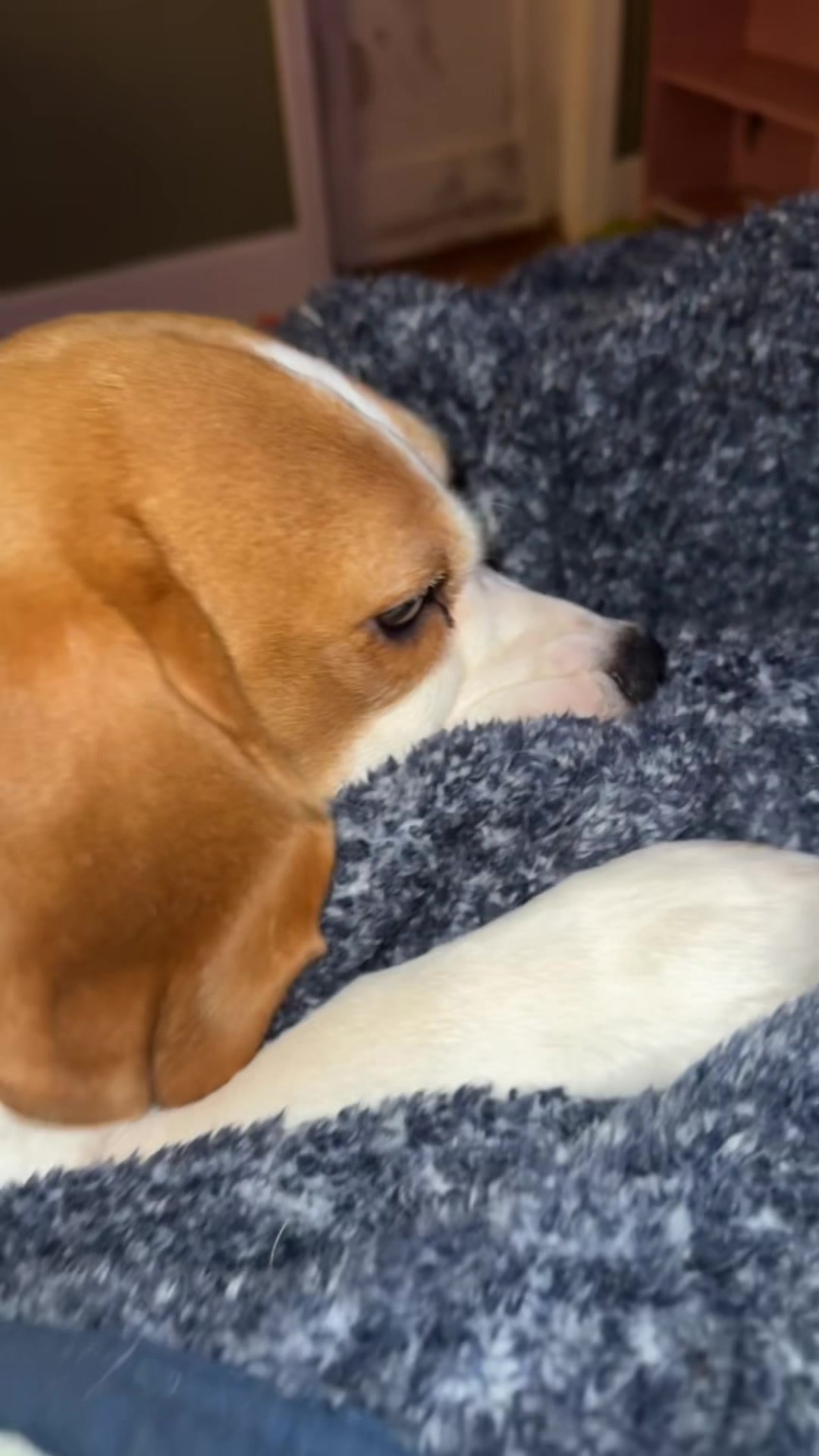 @Bogey the Beagle
