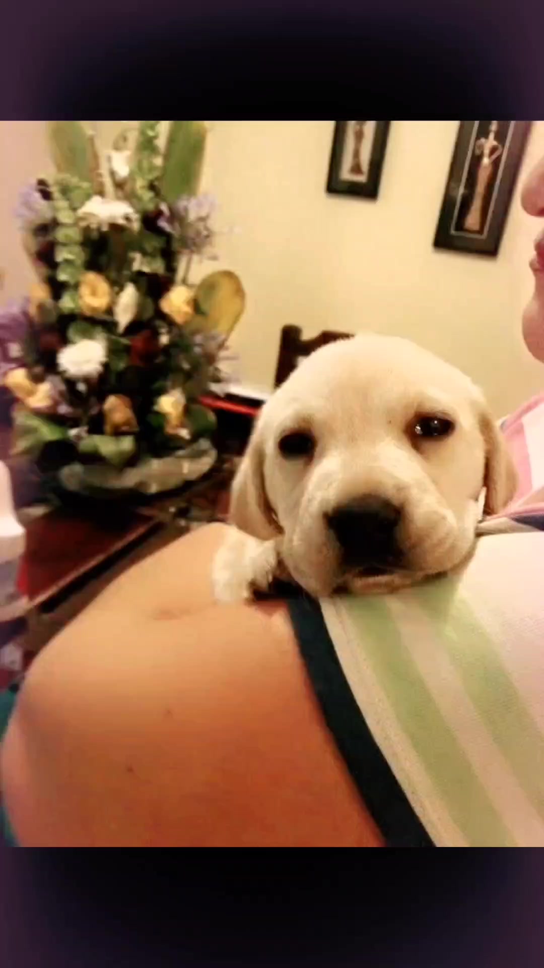 @choco _rey🐾