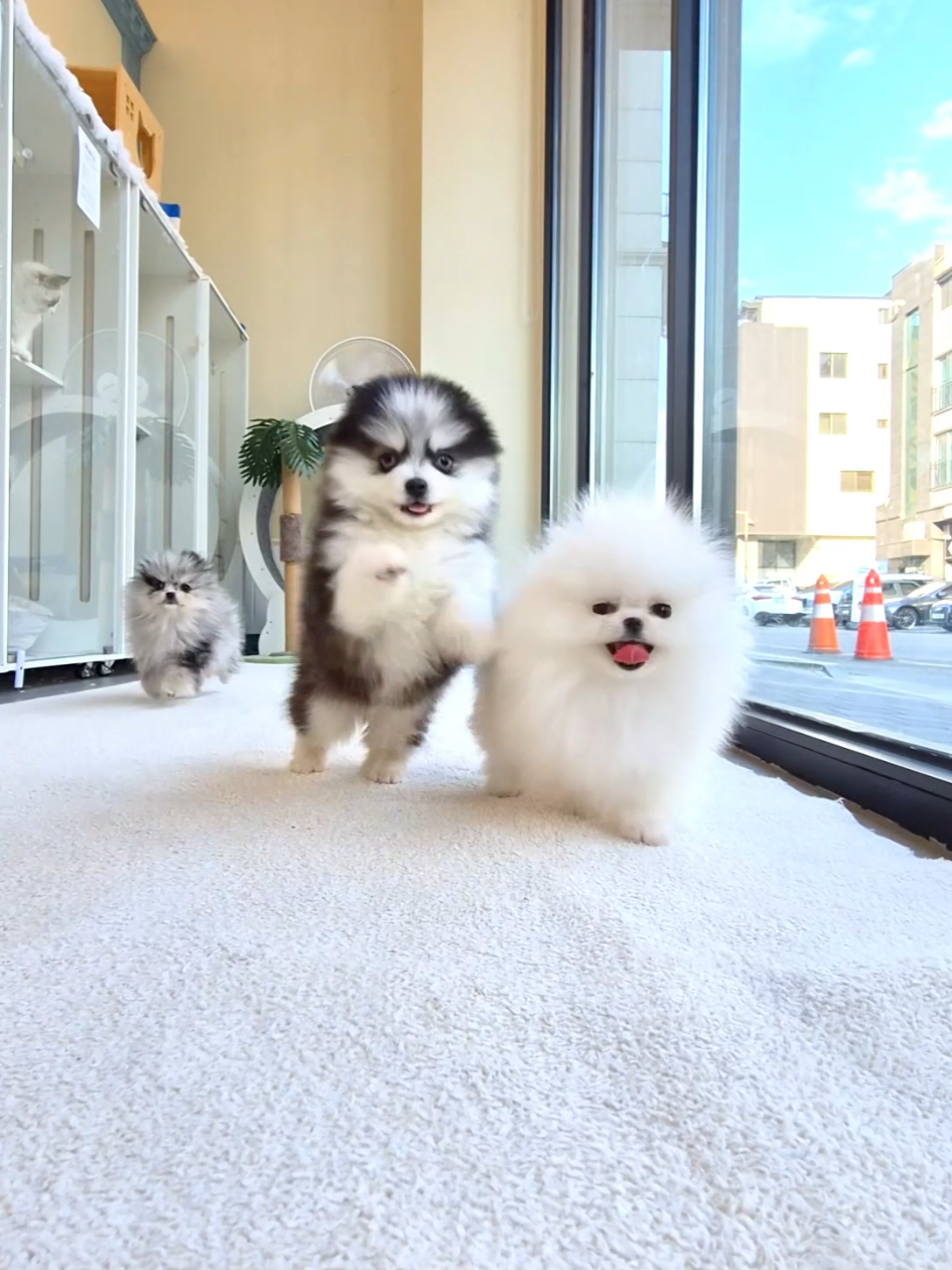 @Dogcastle_TH
