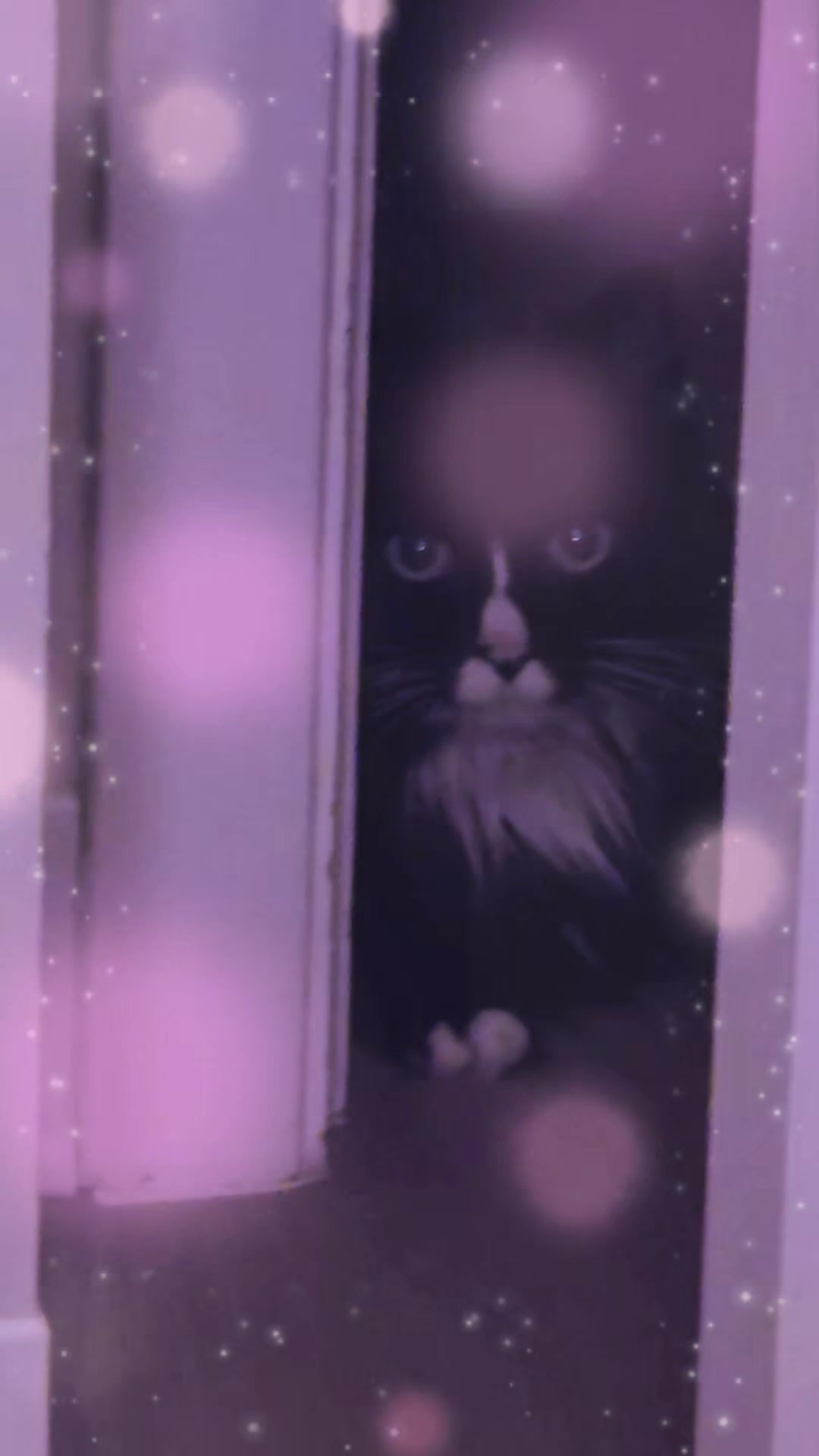 @AtticaTheTuxedoCat