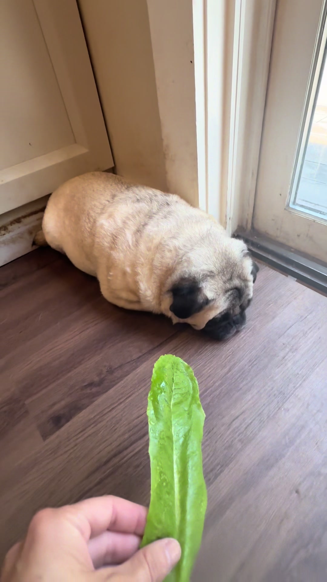 @PEARL - Quadruple-Amputee Pug