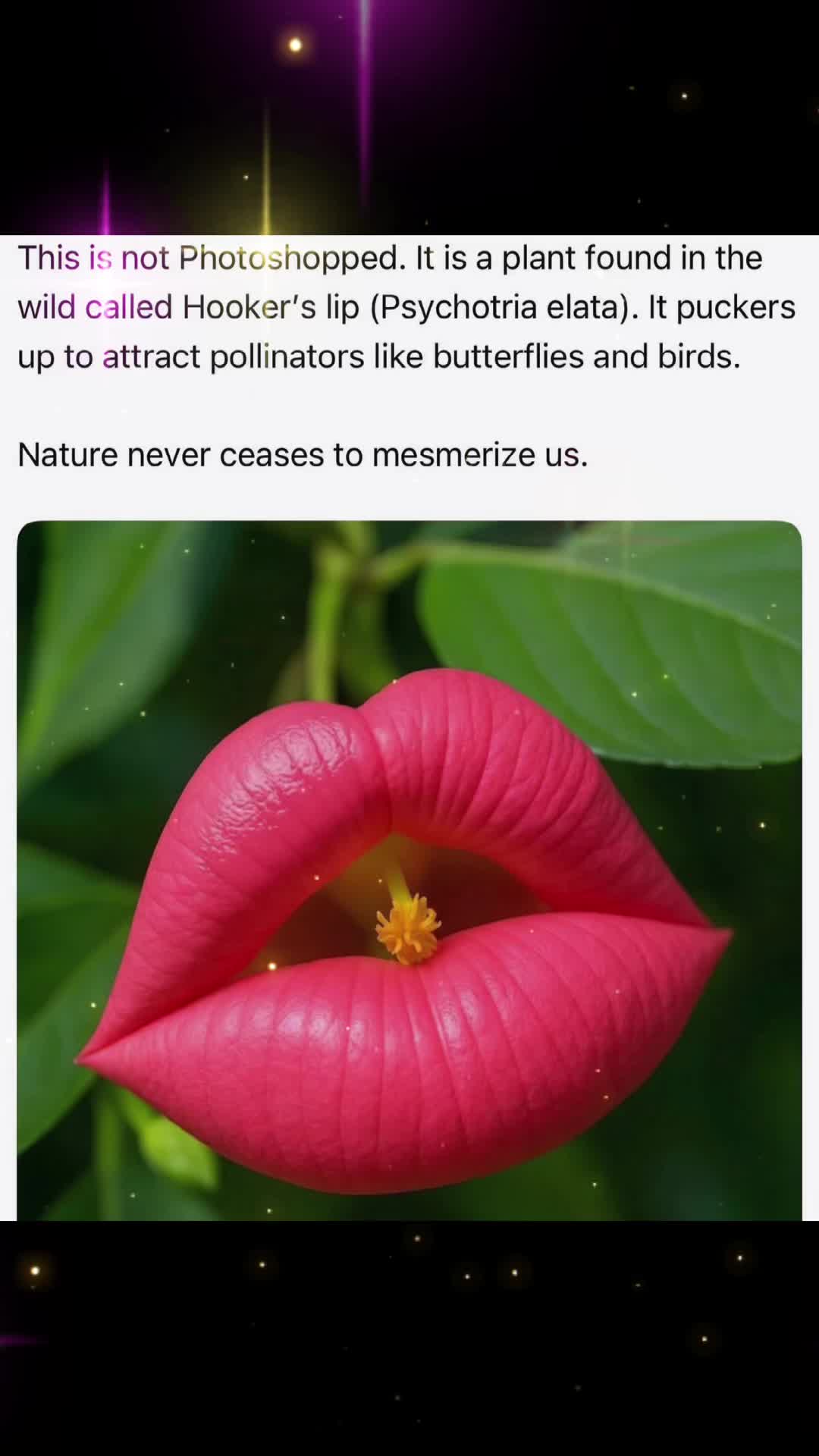 @E. Denyce