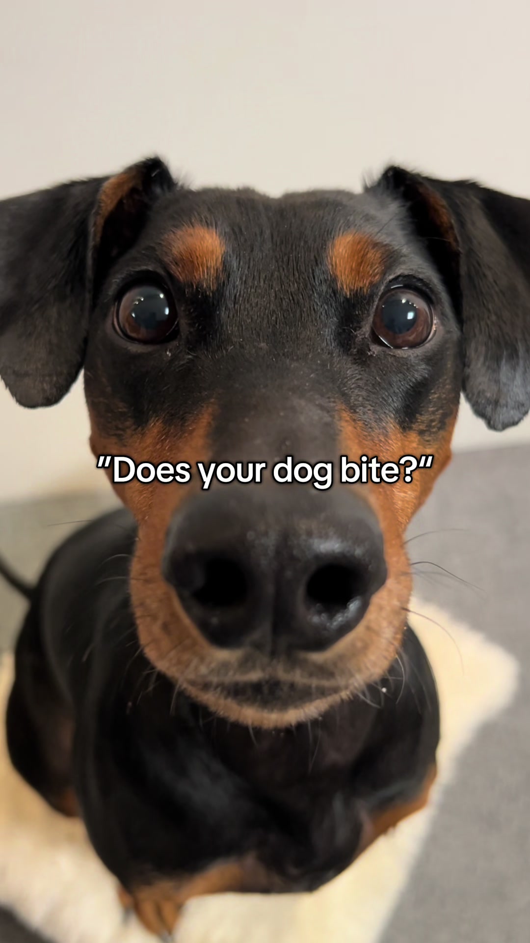 @AlvaTheHotDog
