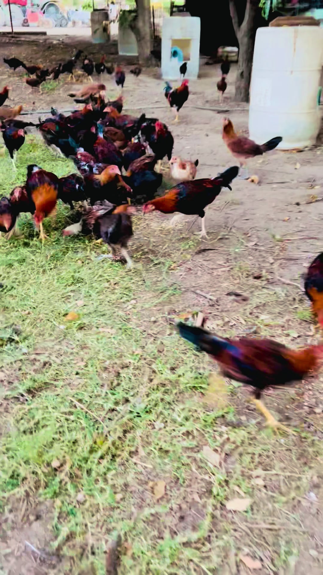 @Villarreal Farm