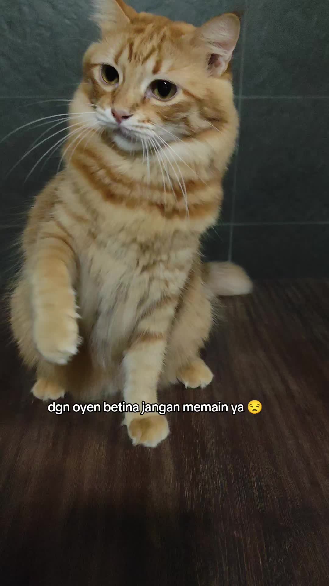 @Omma Kucing 🇲🇾🍉