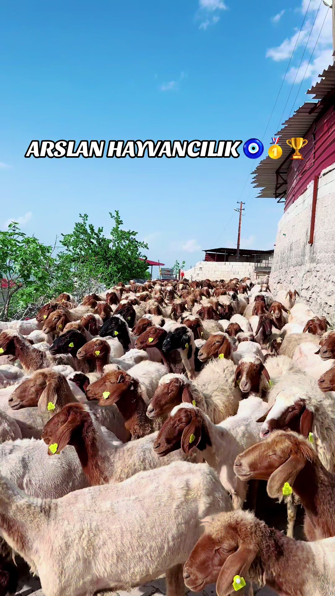 @cuma_arslan027
