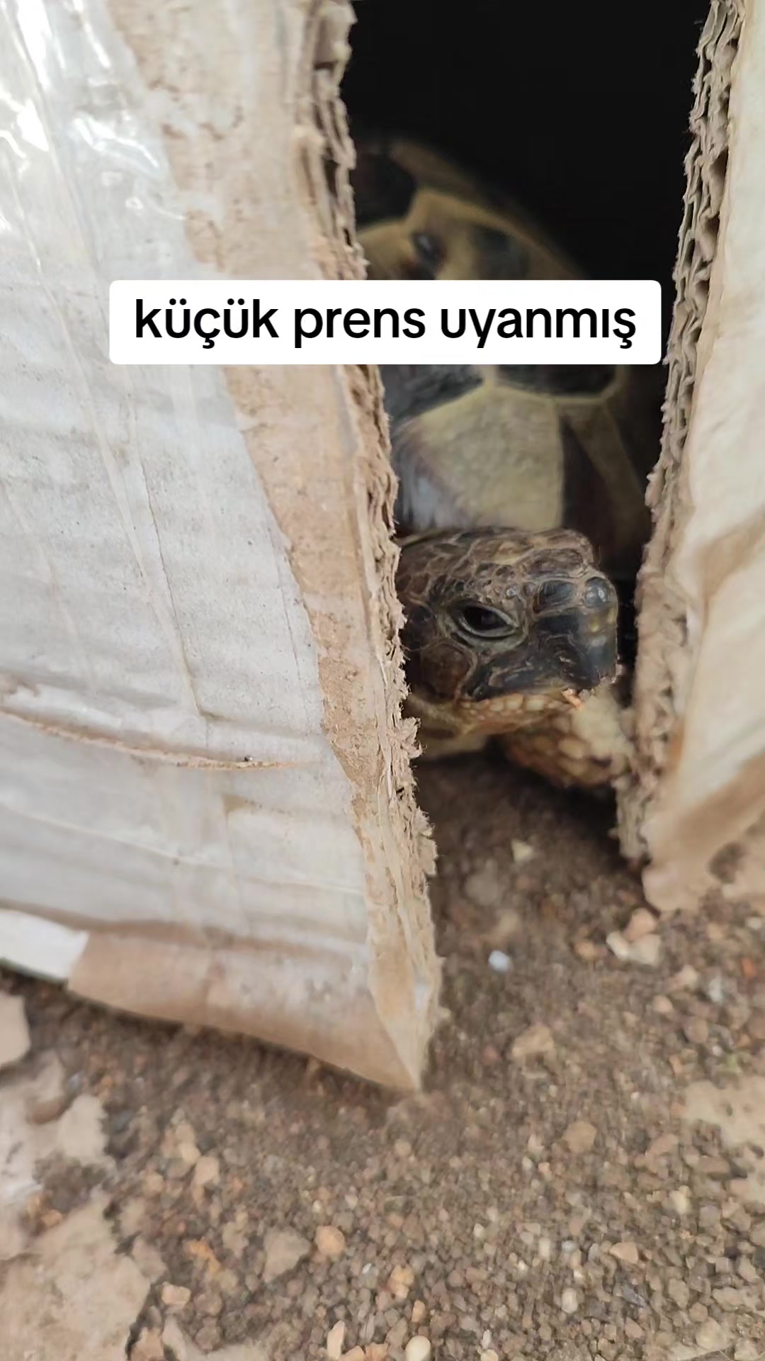 @Feryal Narven