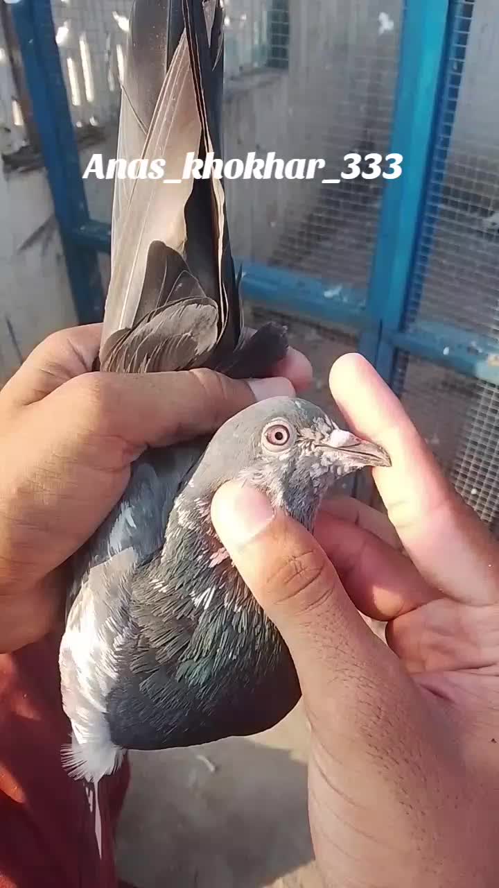 @𝘼𝙣𝙖𝙨_𝘖𝘬𝘢𝘳𝘢_333🕊️✨