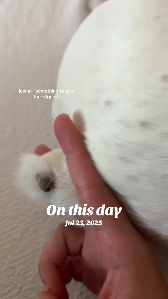 @bambinoirl