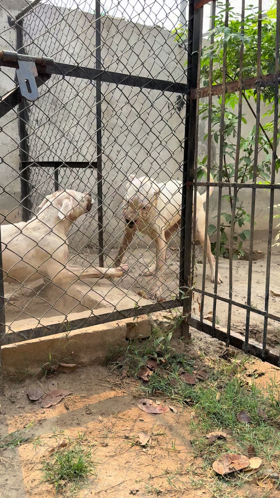@LIGER the DOGO ARGENTINO