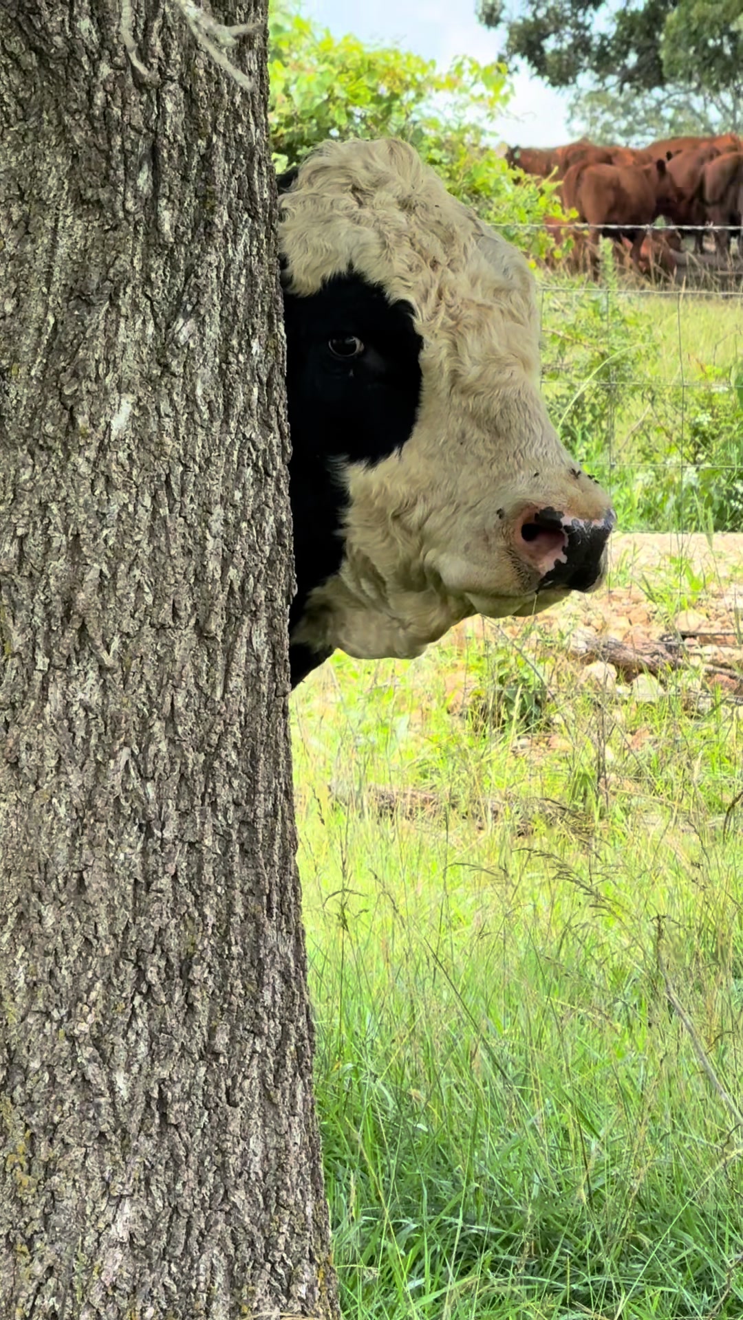 @Massey Land & Cattle