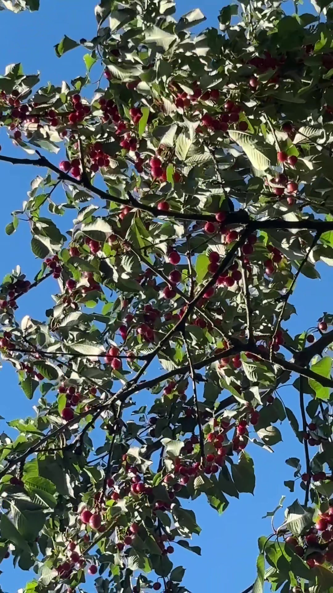 @SomeLikeItHomegrown