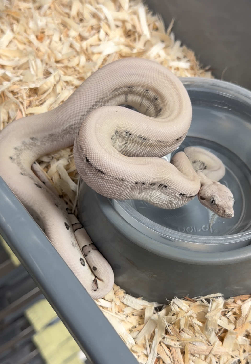 @Snake Country
