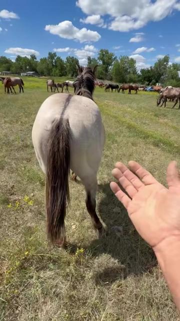 @TSQuarterHorses
