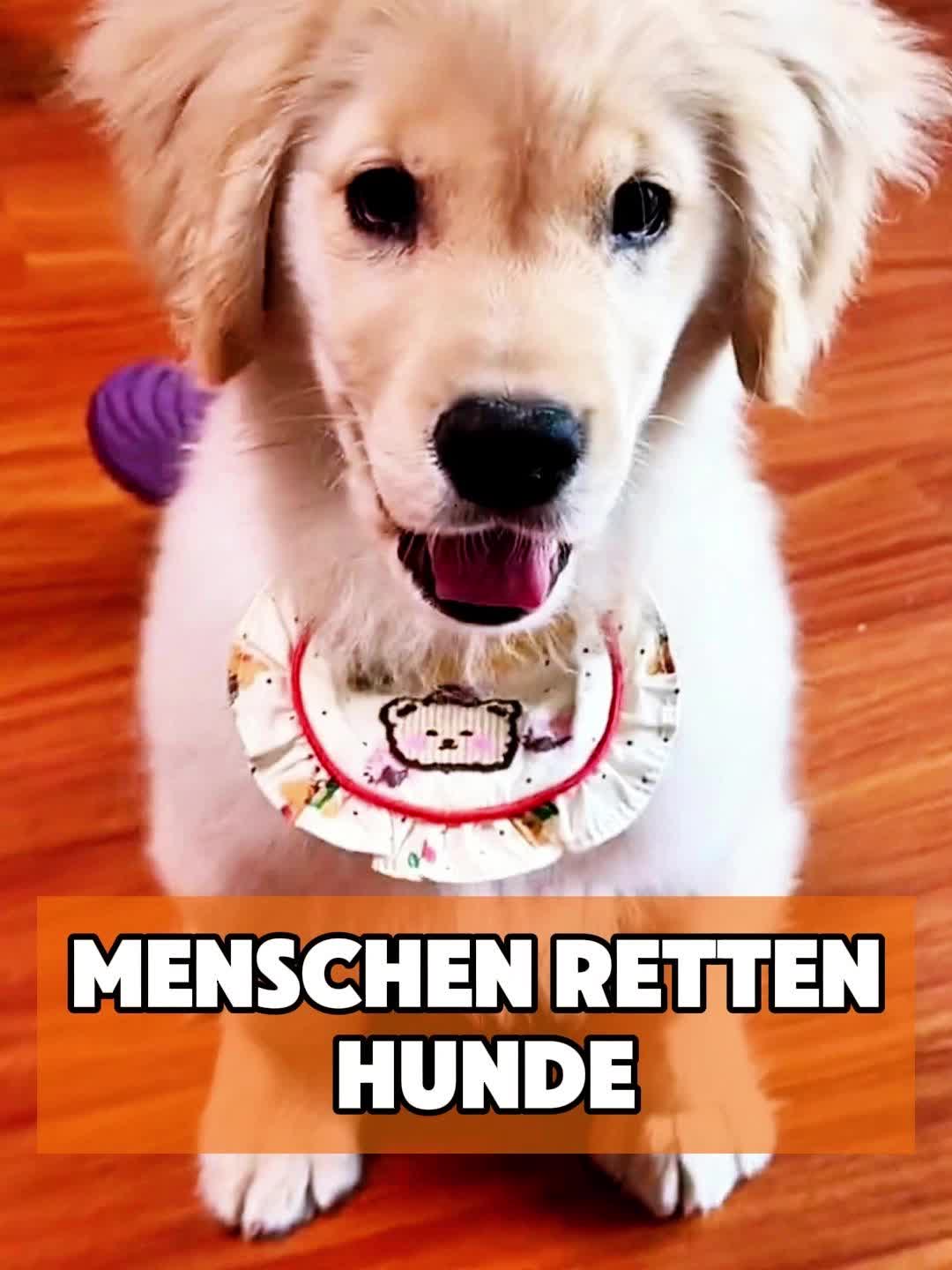 @toto_tier