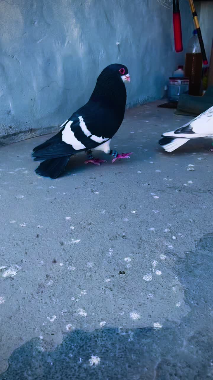 @🤍 وحید بڑیچ 🤍