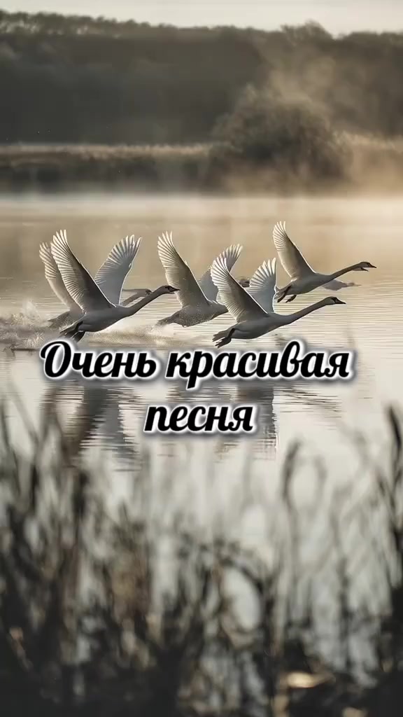 @music lover