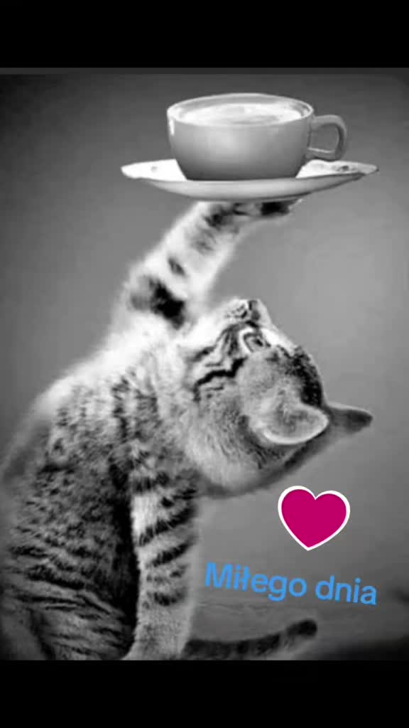 @👑Megi Kitty👑