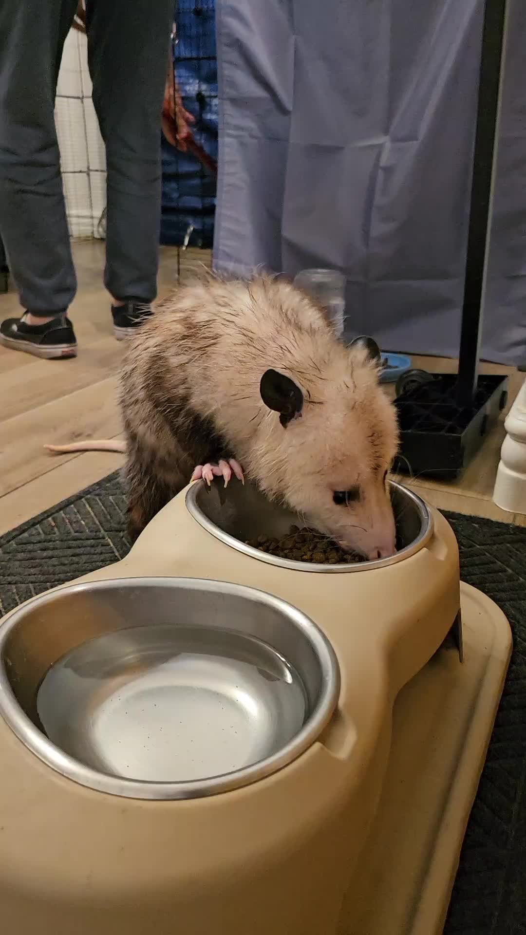 @OPOSSUMDAWGMOM