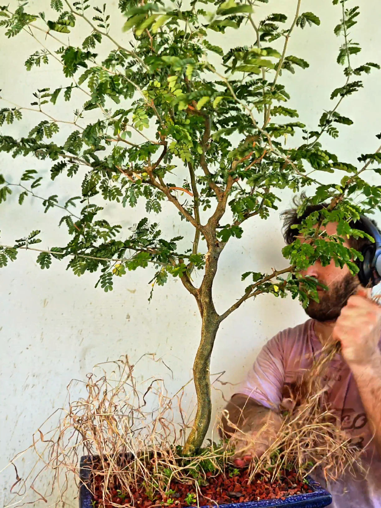 @Bryan Loves Bonsai