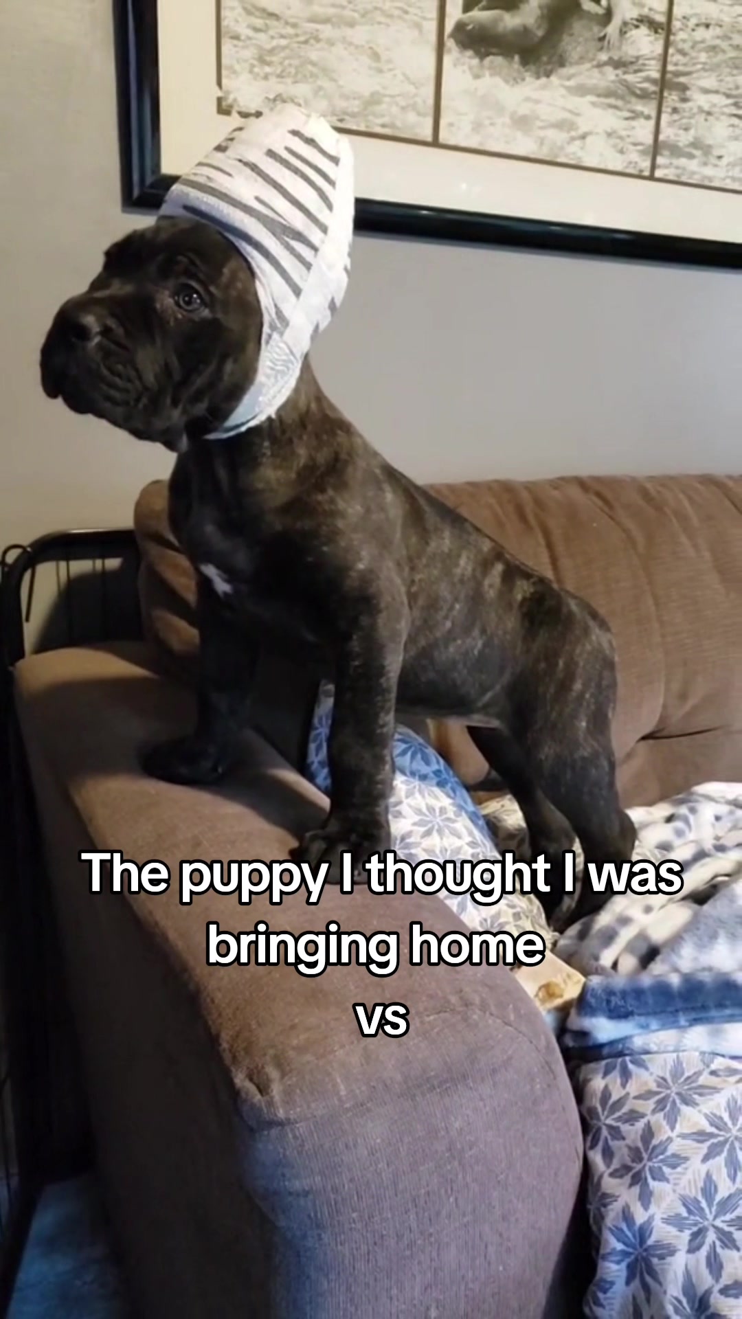 @SalmonCreekCaneCorso