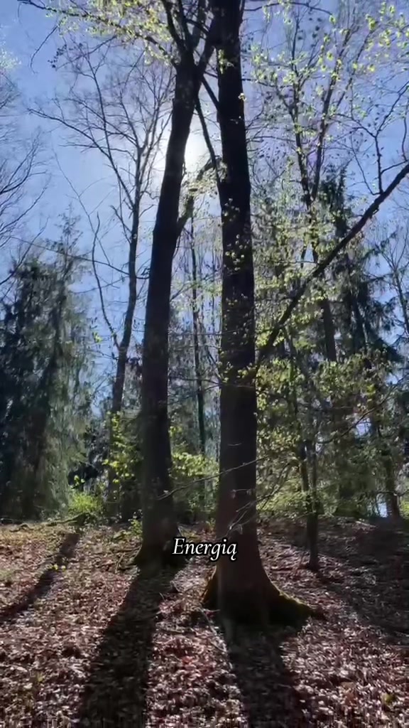 @ja.absolutna
