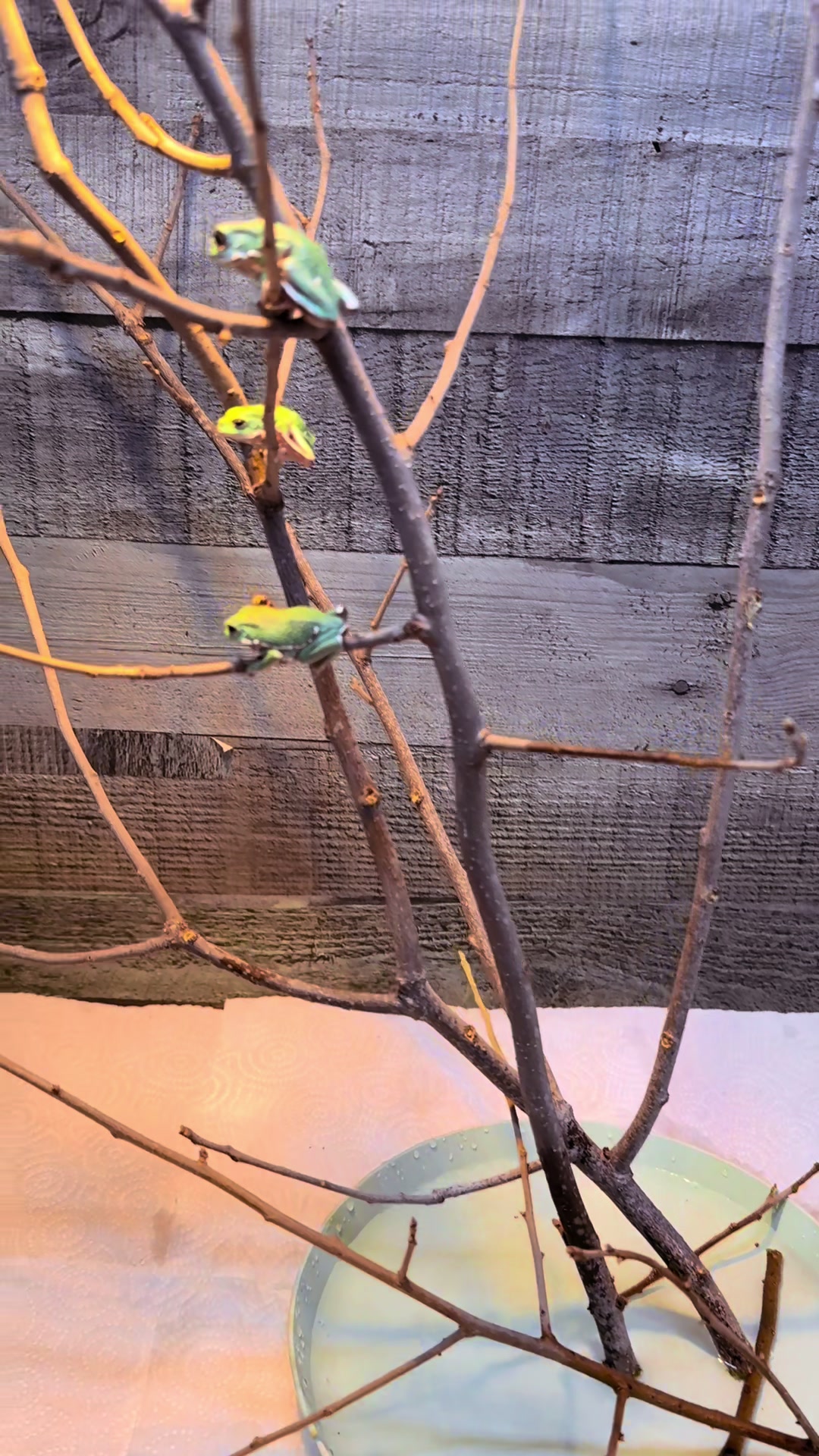 @Kelly Jo Sloan - Sloan Exotics