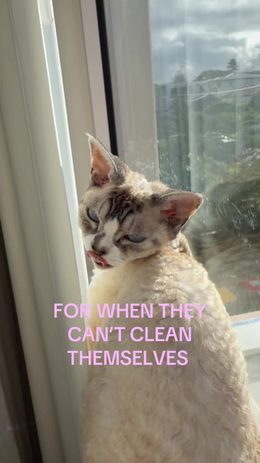 @CAT by Dr Lisa