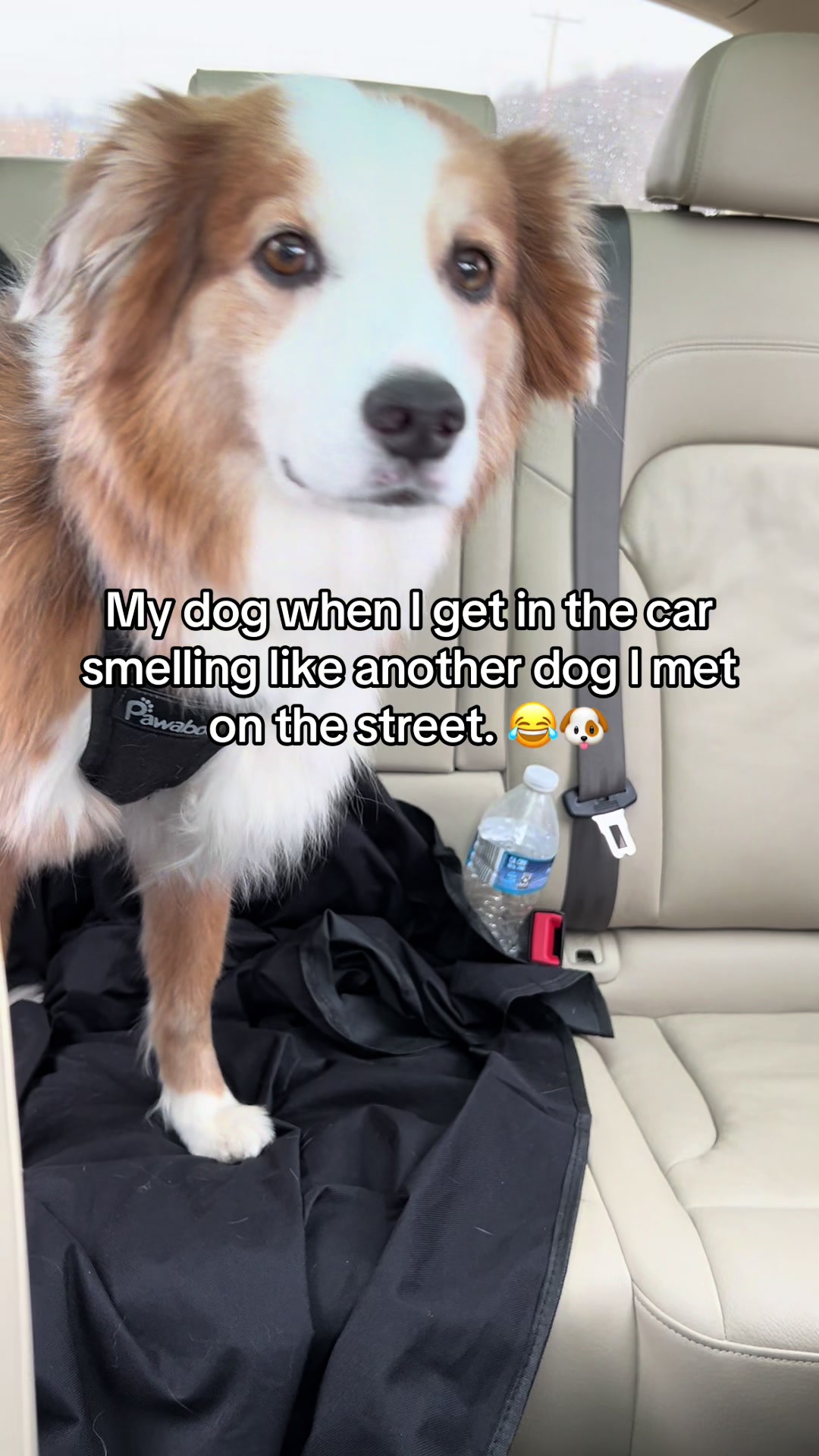 @thehappypack