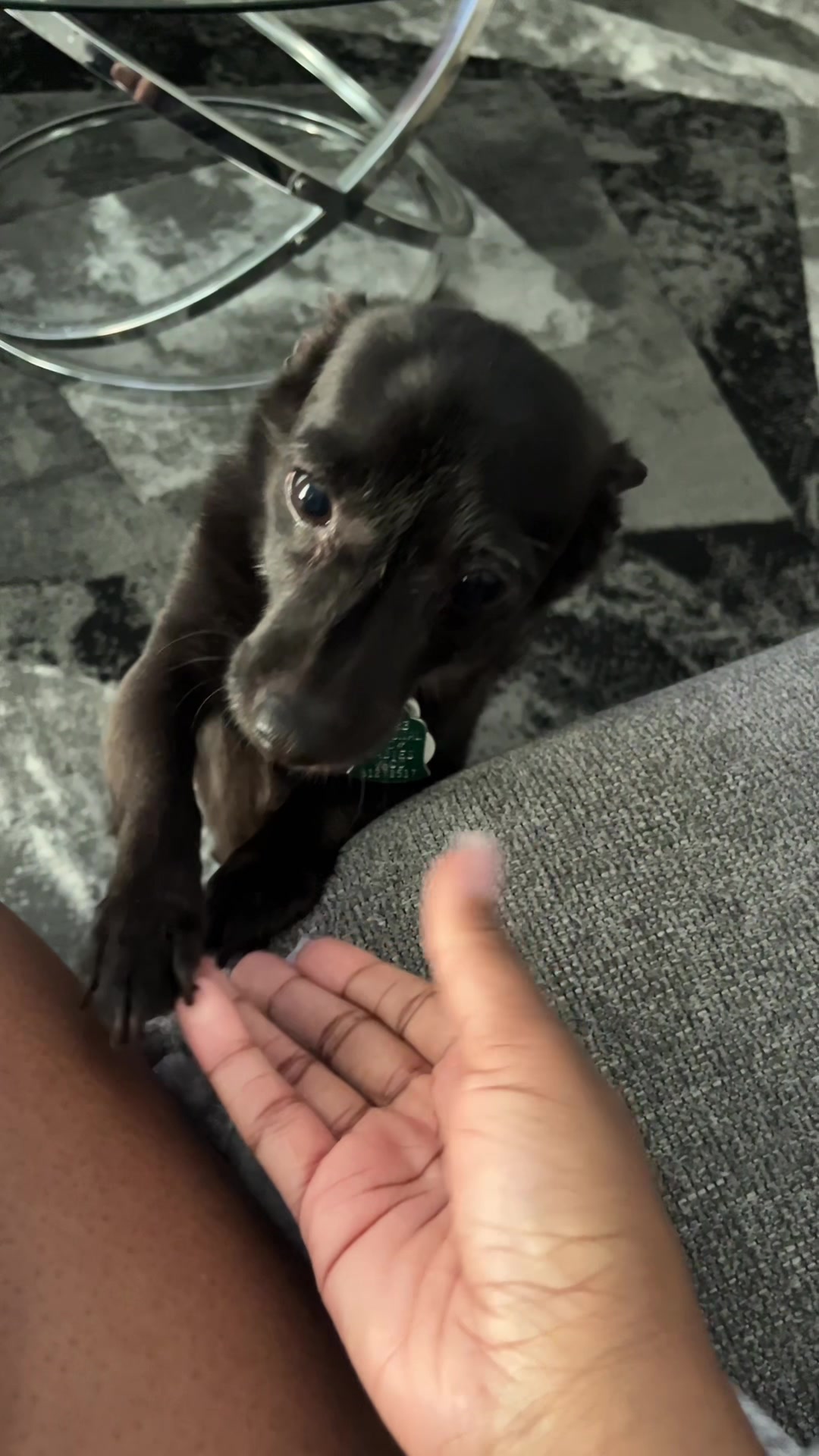 @Blackjack_Chihuahua