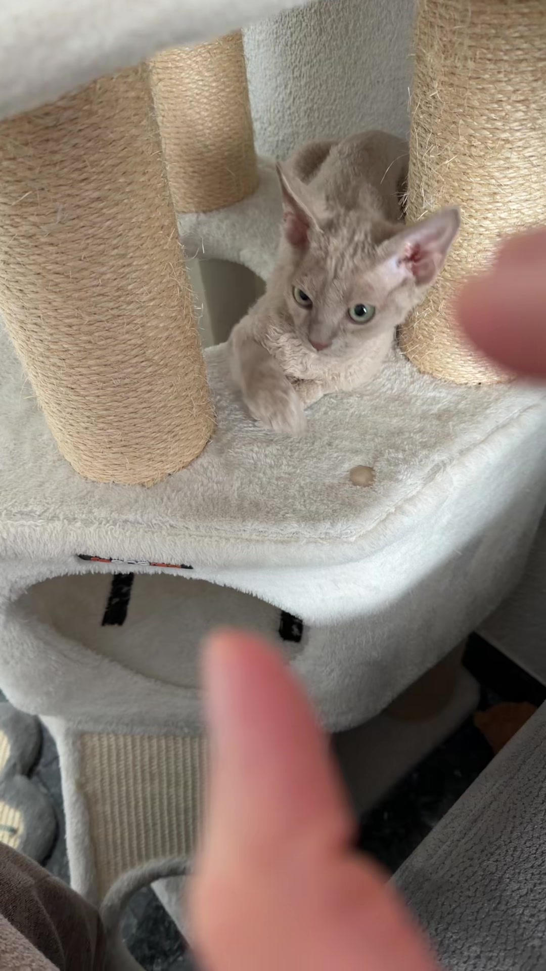 @TugbasCats