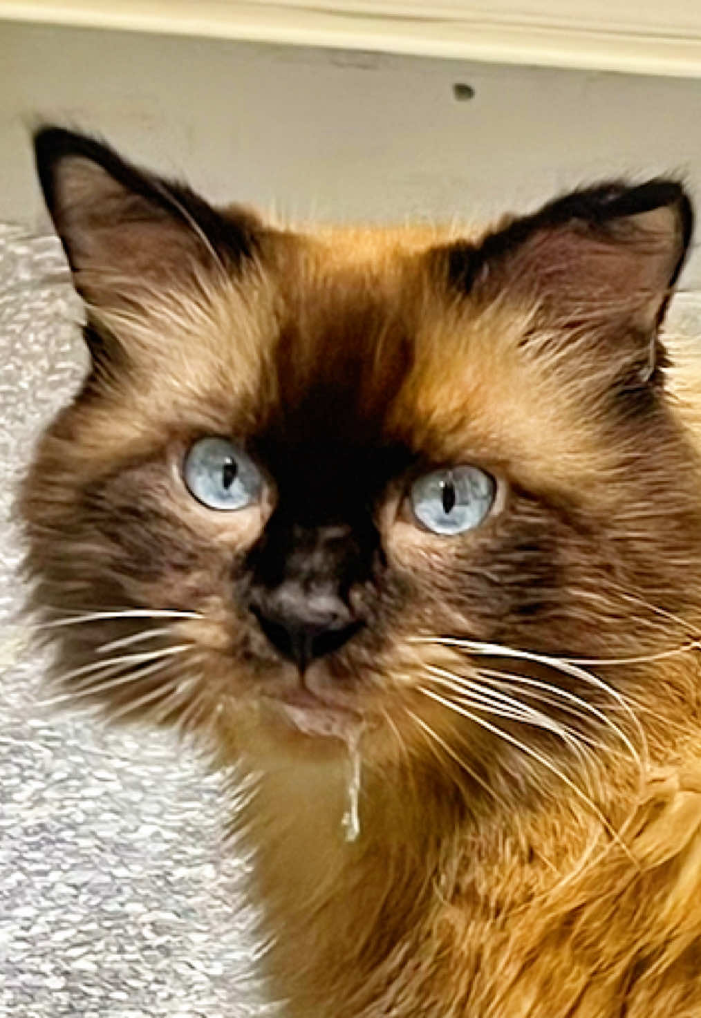 @The Fur Seasons Feline Rescue