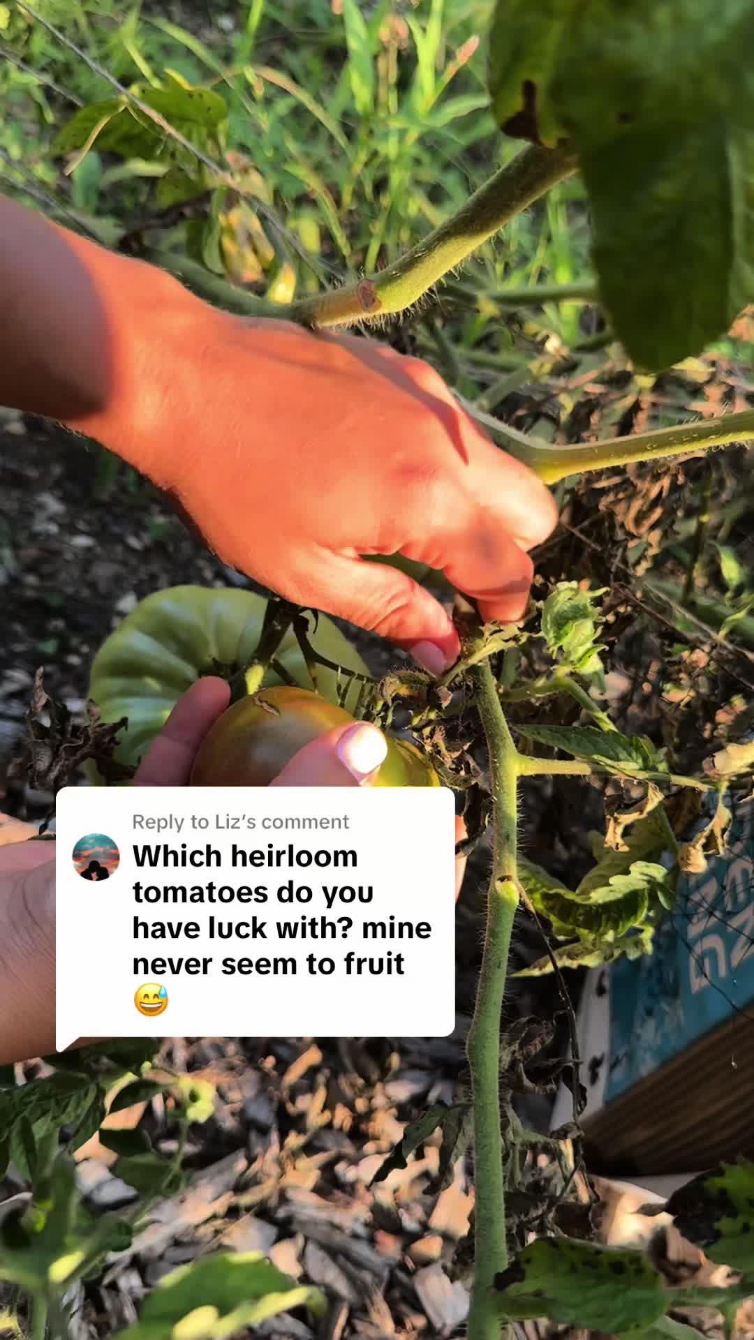 @Manica | zone 6a gardener