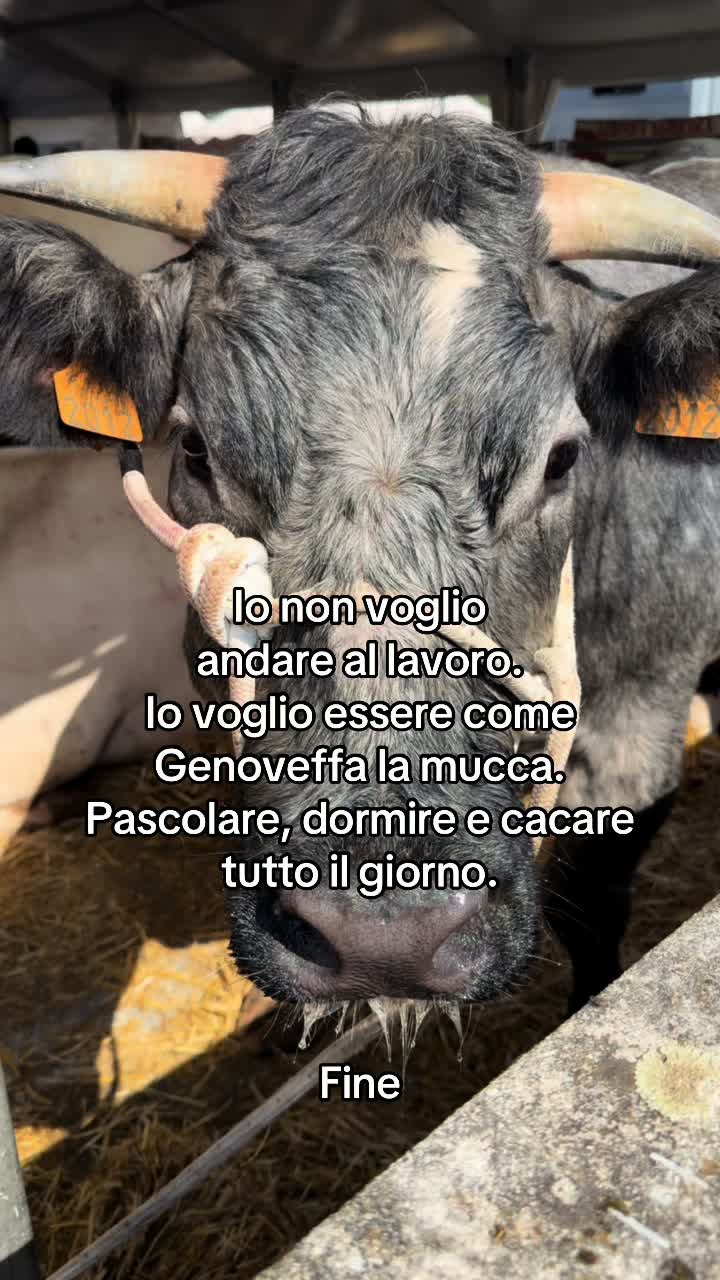 @Ziella