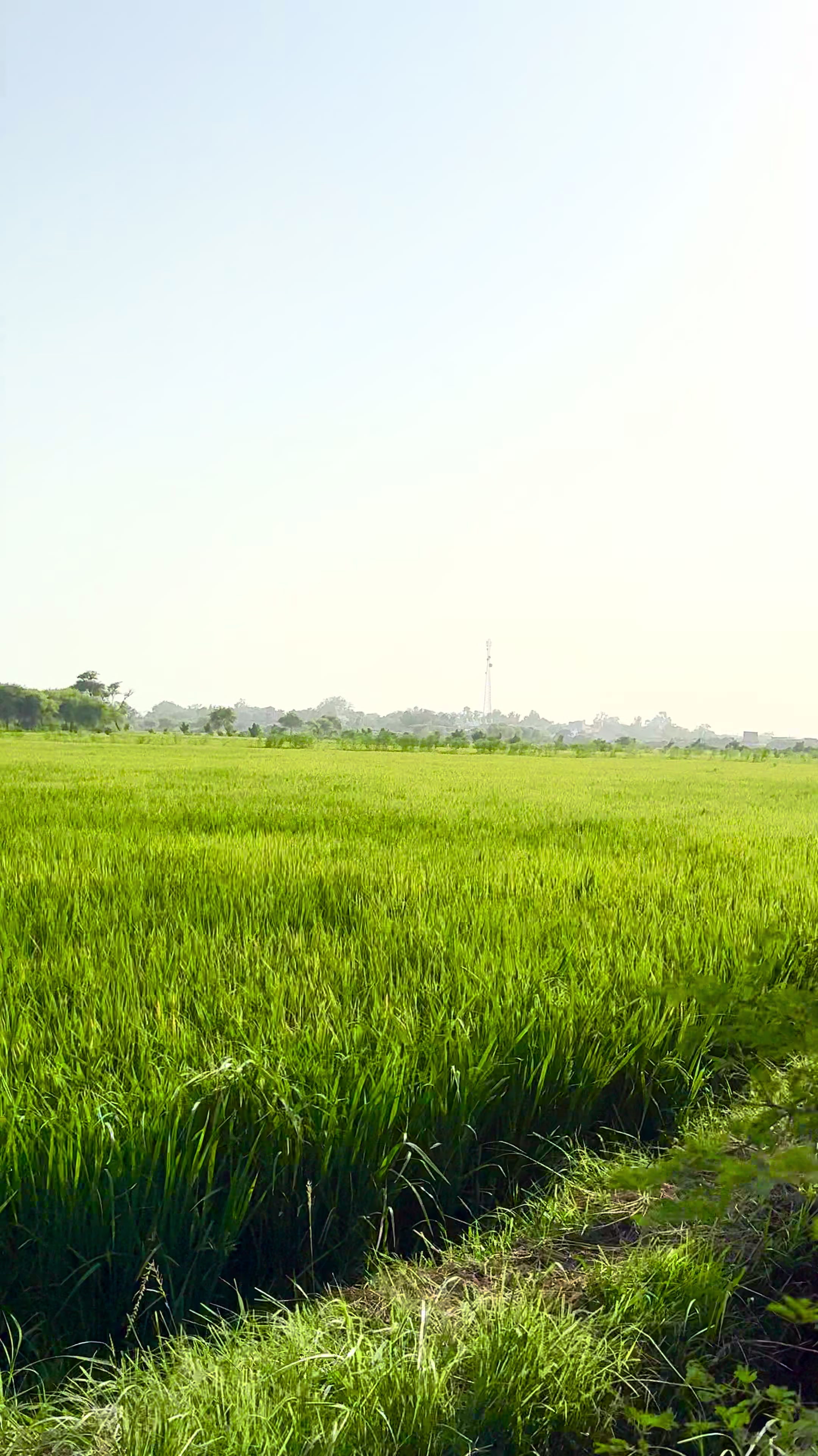 @Rizwan_Sahab