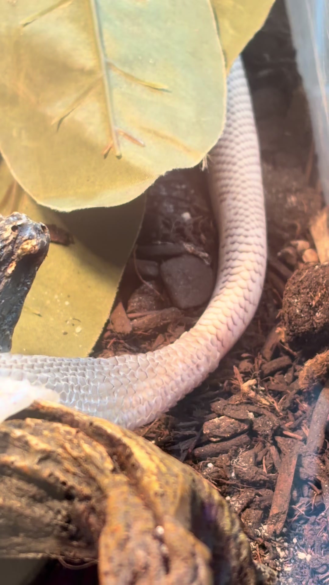 @layla🦎🍃