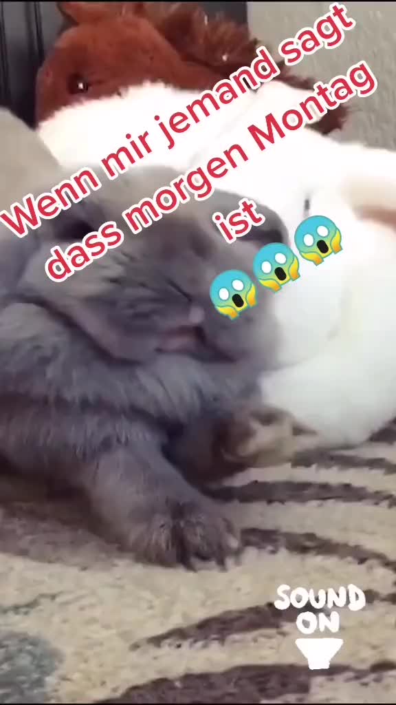@🐗Fr&auml;nkischer-Rampen- Eber🐗