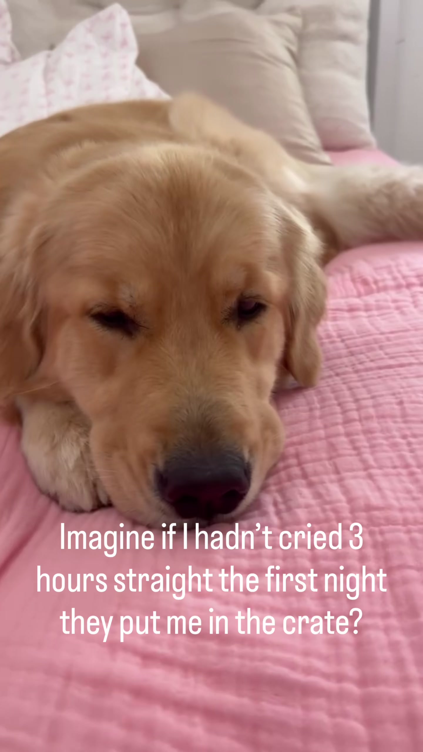 @DogMomisms