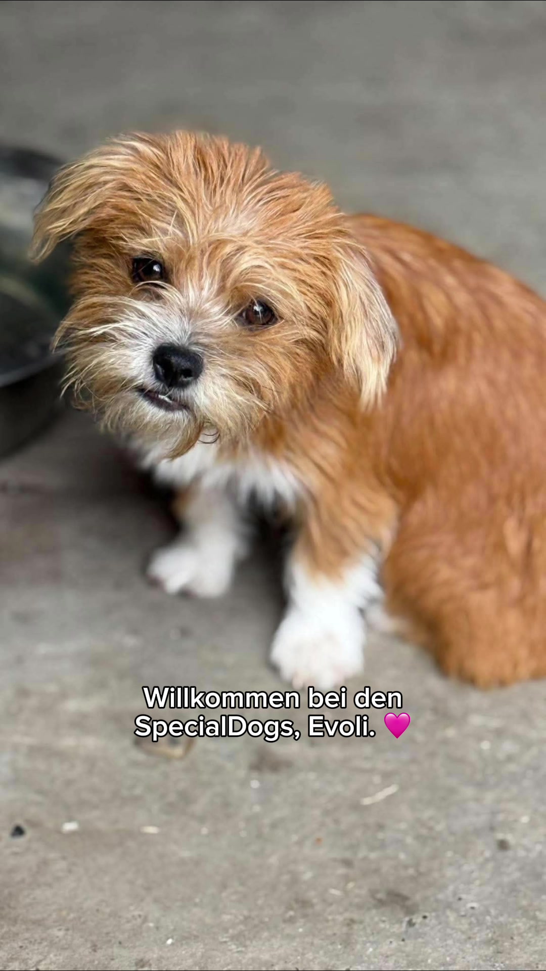 @SpecialDogs e.V.