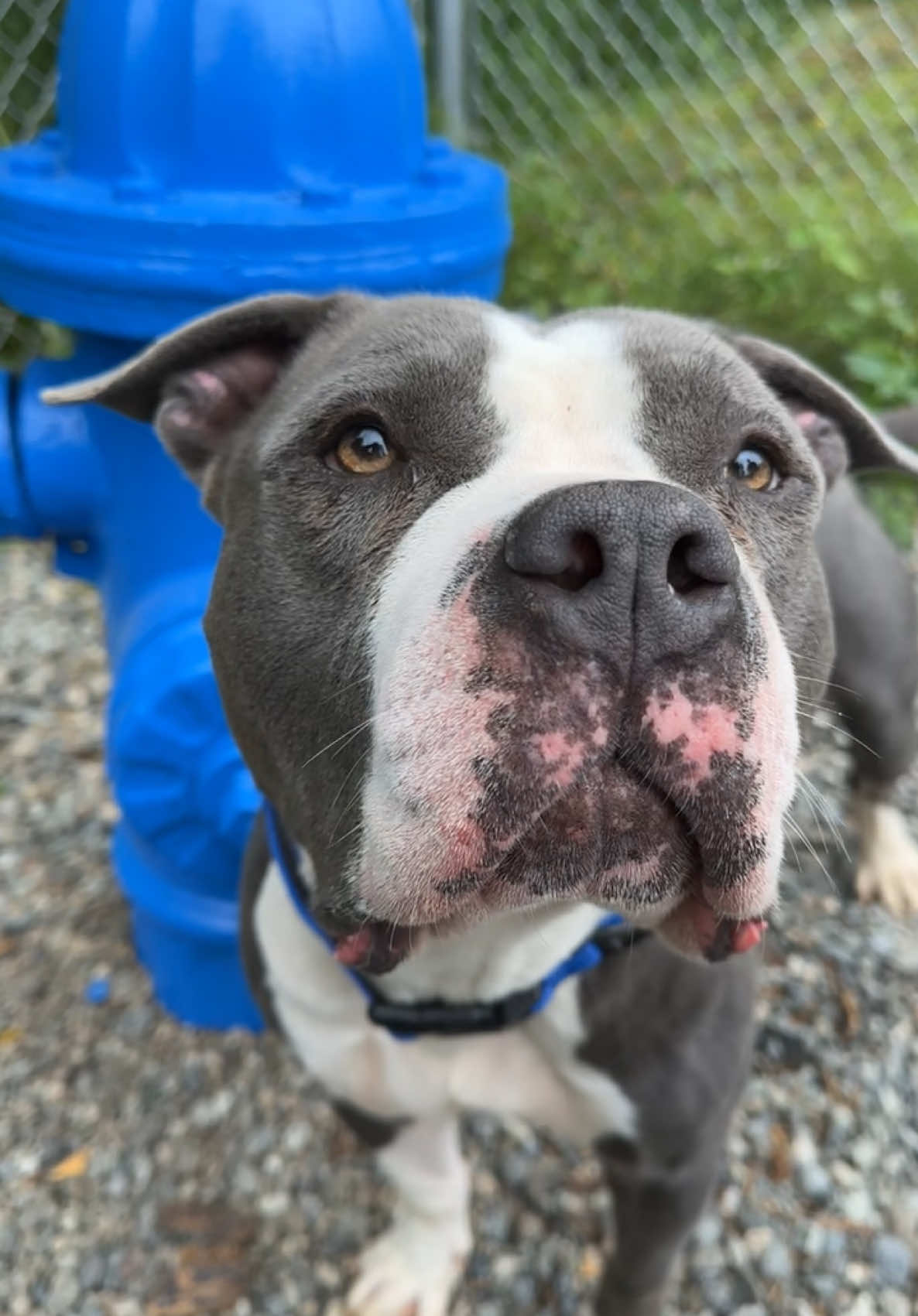 @Anchorage Animal Care Control